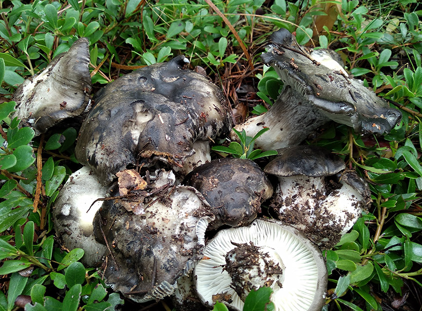 Hygrophorus marzuolus, marzuelos. Autor: José Miguel Altelarrea