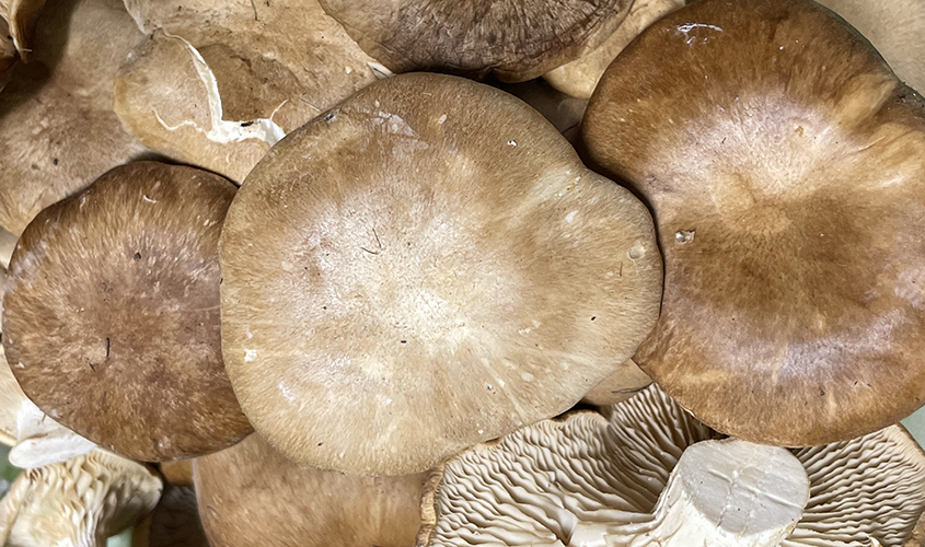 Seta de cardo Pleurotus eryngii 