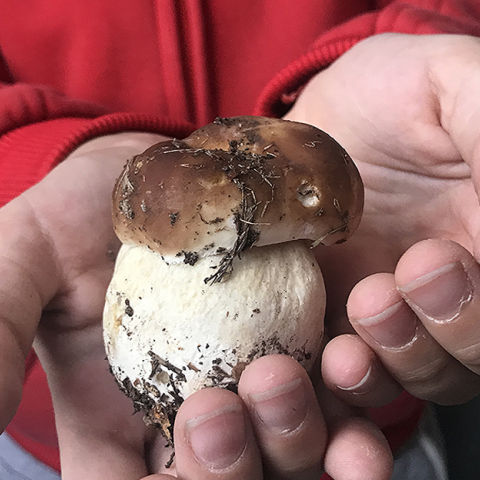 Boletus edulis de Martin por Concha Redondo