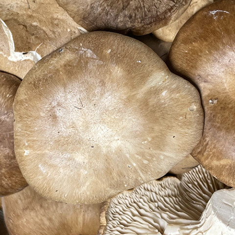 Seta de cardo Pleurotus eryngii 